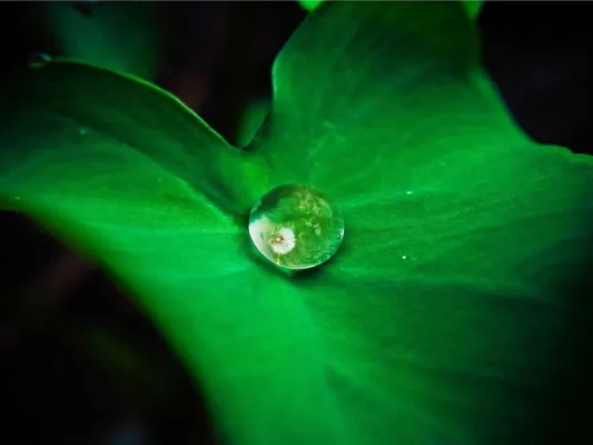 Kanareyka cütü
